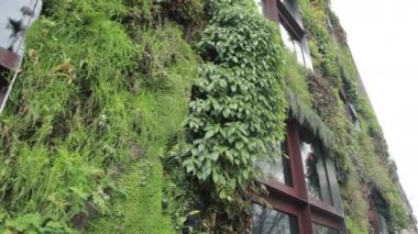 Le Mur Vegetal Garden, Quai Branly Müzesi, Living Wall, Jean Nouvel