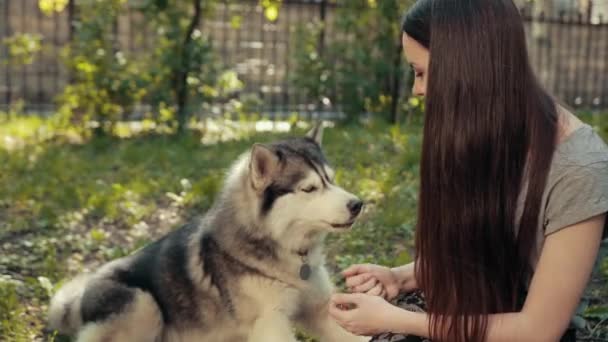 Atractiva joven rubia mujer alimenta pura raza siberiana Husky perro con su mano . — Vídeo de stock