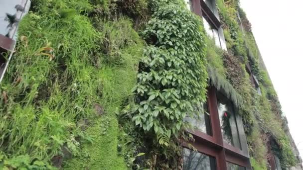 Jardim Vegetal Le Mur, Museu Quai Branly, Living Wall, Jean Nouvel — Vídeo de Stock