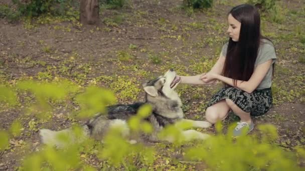 Una atractiva joven rubia jugar con pura raza perro Husky siberiano en el parque — Vídeos de Stock