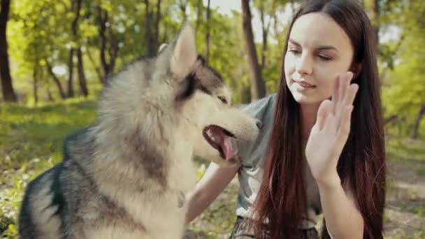 Attraente giovane donna bionda giocare purosangue siberiano Husky Dog stringe le mani — Video Stock