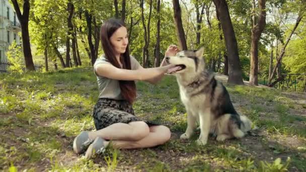 Eine attraktive junge blonde Frau spielt im Park mit einem reinrassigen Sibirischen Husky-Hund — Stockvideo