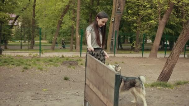 Una atractiva joven rubia jugar con pura raza perro Husky siberiano en el parque — Vídeo de stock