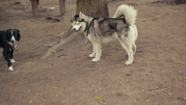 Двоє чистокровних собак Чорний і Сибірський хаскі зустрічаються, смердять один одного, грають. — стокове відео