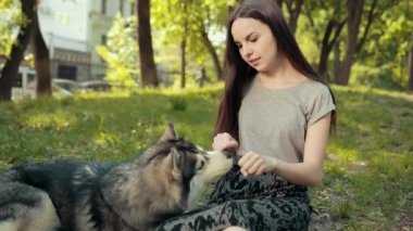 Çekici bir sarışın kadın parkta safkan Sibiryalı Husky Köpeğiyle oynuyor.