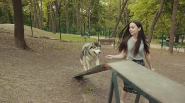 Çekici bir sarışın kadın parkta safkan Sibiryalı Husky Köpeğiyle oynuyor.
