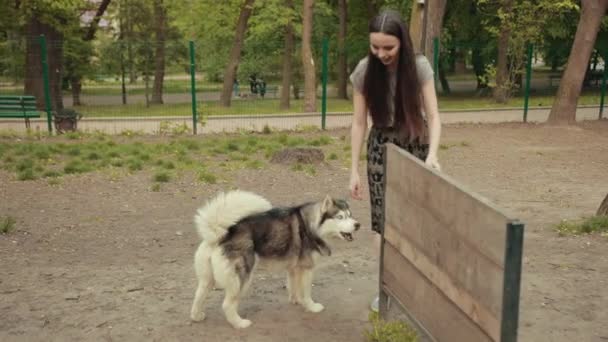 Çekici bir sarışın kadın parkta safkan Sibiryalı Husky Köpeğiyle oynuyor. — Stok video