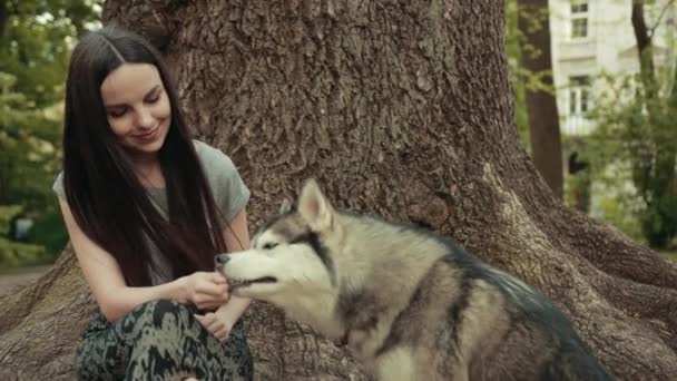 Una giovane donna bionda attraente nutre il cibo Purebred Siberian Husky Dog In Park — Video Stock