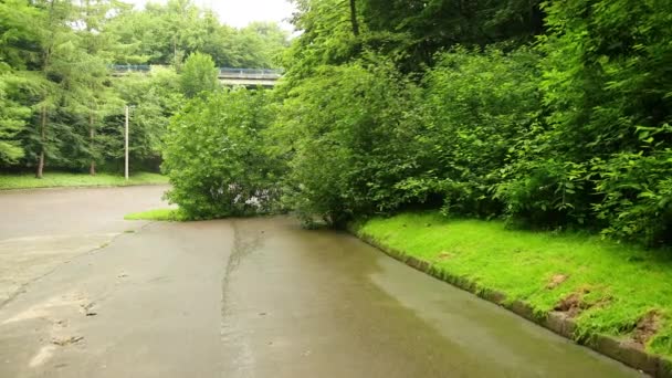 Дерево рухнуло городской парк летняя асфальтовая дорожка, ветви разлетелись по маршруту — стоковое видео