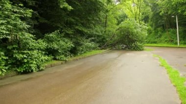 Şehir parkında ağaçlar devrildi yaz asfalt yolu, yol boyunca dallar parçalandı.