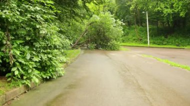 Şehir parkında ağaçlar devrildi yaz asfalt yolu, yol boyunca dallar parçalandı.