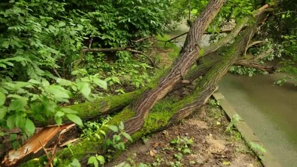 Árbol cayó parque de la ciudad camino de asfalto de verano, ramas destrozadas a través de la ruta — Vídeo de stock