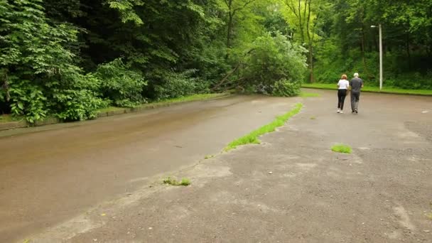 Drzewo spadło z parku miejskiego. Letnia ścieżka asfaltowa, gałęzie roztrzaskane na trasie. — Wideo stockowe