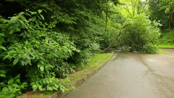 Árbol cayó parque de la ciudad camino de asfalto de verano, ramas destrozadas a través de la ruta — Vídeo de stock
