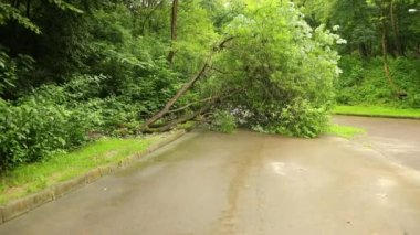 Şehir parkında ağaçlar devrildi yaz asfalt yolu, yol boyunca dallar parçalandı.