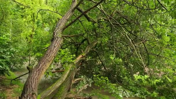 Strom spadl dolů do městského parku letní asfaltová stezka, větve roztříštěné přes cestu — Stock video