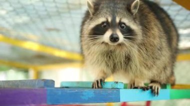 Güzel komik rakun hayvanat bahçesinde parlak bir merdivende yürür, kameraya bakar.