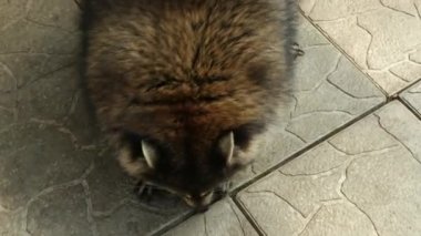 Rakun etobur memelilerin bir türüdür. Parktaki komik hayvan, kafes.