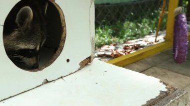 Kuzey Amerika rakunları. Yaratık Beyaz Saray 'ın açılışından tırmanıyor.