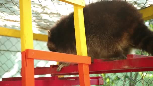 Dos mapaches bajan por las brillantes escaleras de los zoológicos. Animales en cautividad. Fauna — Vídeos de Stock