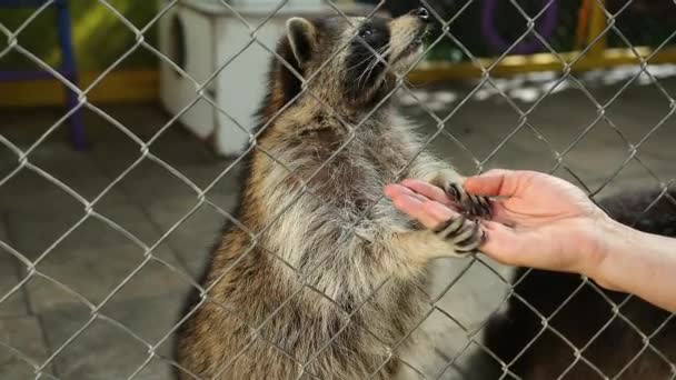 La mano de los hombres alimenta a los mapaches a través de la red de jaulas de los zoológicos. Animales en cautiverio — Vídeo de stock