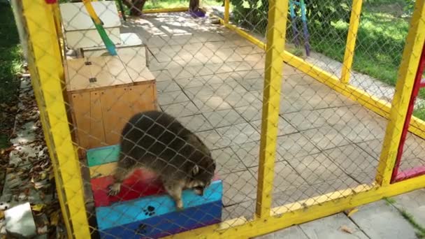 Söt tvättbjörn springer framför Zoo bur nätet, vill gå fri. Djur i fångenskap — Stockvideo