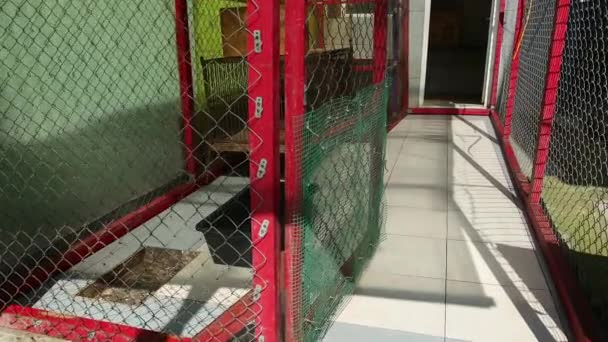 Empty raccoon enclosure, animal cage. Zoo premises. Care and breeding of fauna. — Stock Video
