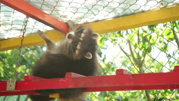 Guaxinim senta-se em escada no zoológico. O animal vira a cabeça, uma criatura fofa. — Vídeo de Stock
