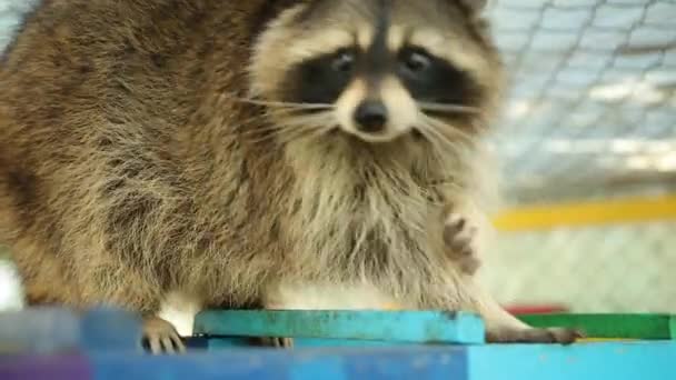 Beautiful funny raccoon walks on a bright staircase in the zoo, looks at camera — Stock Video