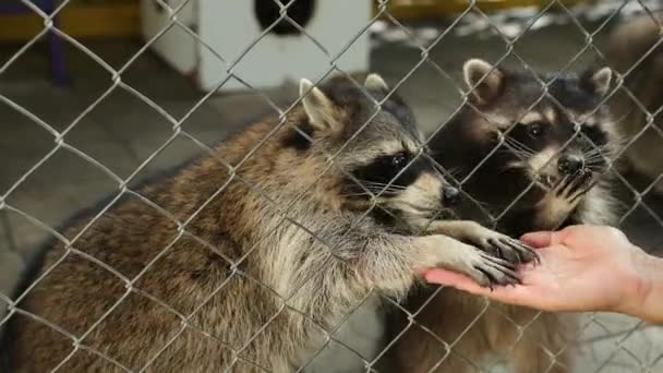 La mano de los hombres alimenta a los mapaches a través de la red de jaulas de los zoológicos. Animales en cautiverio — Vídeo de stock