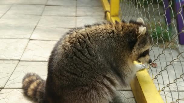 Raccoon tittar igenom nätet av en zoo bur efter behag. Djur i fångenskap. Fluffig — Stockvideo