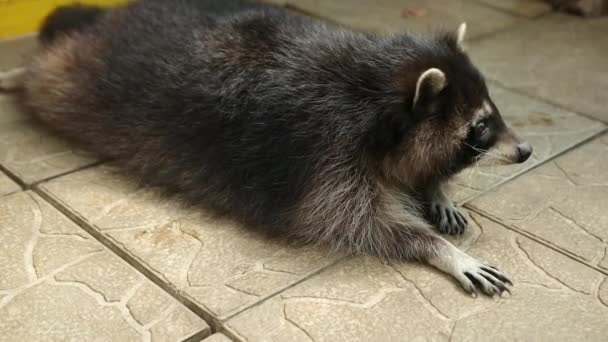 Raccoon lying on tile of an aviary in a zoo carefully looks to camera. Animal — Stock Video