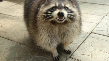 Sevimli rakun kameraya bakar ve dişlerini gösterir. Yakın plan. Hayvanlar. Başını çevirir.