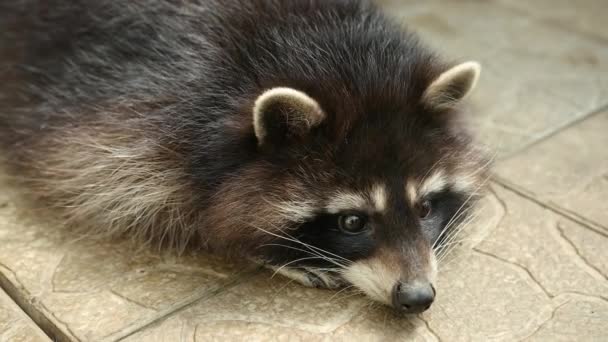 Raccoon lying on the tile of an aviary in a zoo carefully looks to side. Animal — Stock Video