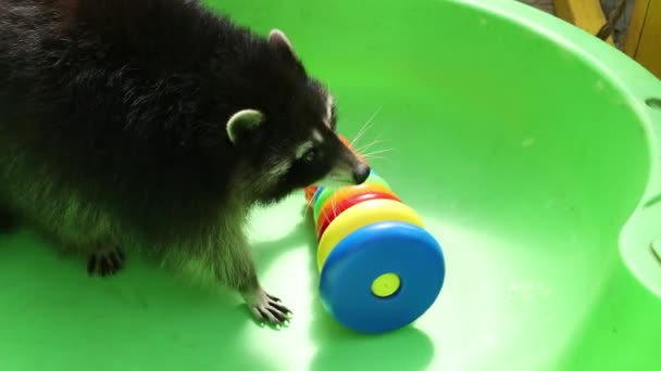 Waschbär im grünen Bad beim Spielen mit Spielzeug. Lustiges Tier. Haustier — Stockvideo