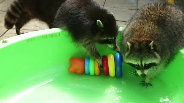 Funny mapache juega con un juguete en el lavabo verde de agua. Otro animal cercano — Vídeo de stock
