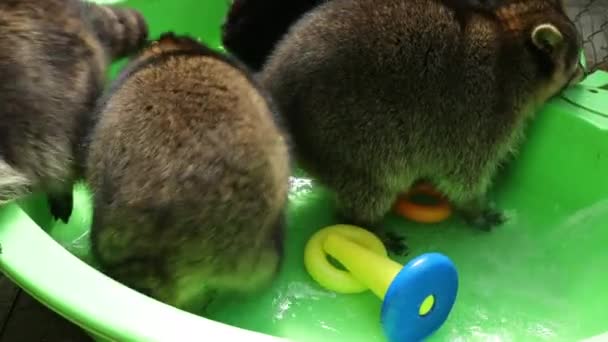 Grupo de mapaches divertidos juegan con juguetes en agua de lavabo verde. Juegos divertidos animal — Vídeo de stock