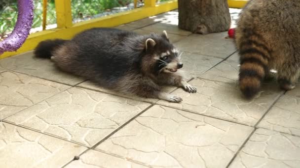 Il procione che si trova su tegola di una voliera in zoo accuratamente guarda da parte e respira — Video Stock