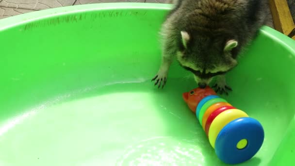 Waschbär im grünen Bad beim Spielen mit Spielzeug. Lustiges Tier. Haustier — Stockvideo