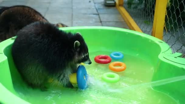 Grupo de mapaches divertidos juegan con juguetes en agua de lavabo verde. Juegos divertidos animal — Vídeo de stock