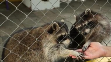 Erkekler rakunları hayvanat bahçesinin kafesinden besliyor. Esaret altındaki hayvanlar