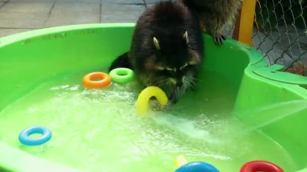 Group of funny raccoons play with toys in green basin water. Fun games animal — Stock Video