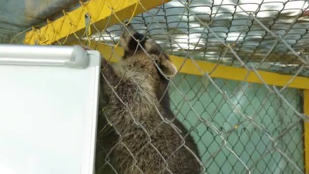 Mapache es un género de mamíferos carnívoros. Una bestia graciosa en el parque. Zoológico de animales — Vídeos de Stock