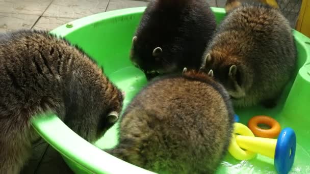 Grupo de guaxinins engraçados brincar com brinquedos na água da bacia verde. Jogos divertidos animal — Vídeo de Stock