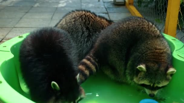 Groupe de drôles de ratons laveurs jouent avec des jouets dans l'eau du bassin vert. Jeux amusants animal — Video