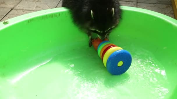 Mapache en un baño verde jugando con el juguete. Gracioso animal. Mascotas — Vídeo de stock