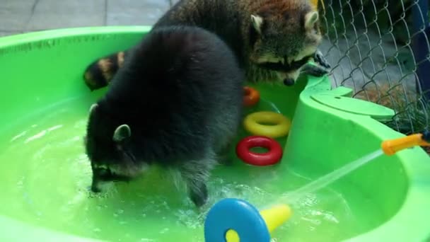 面白いアライグマのグループは、緑色の流域の水でおもちゃで遊ぶ。楽しいゲーム動物 — ストック動画