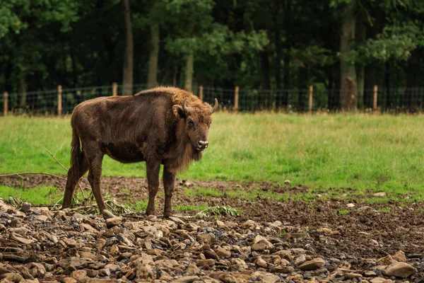 Egy Férfi Európai Bölény Wisent Egy Réten Belga Ardennek Állandó — Stock Fotó