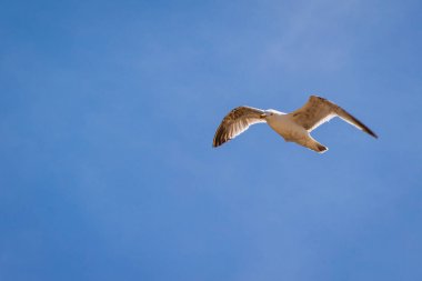 Masmavi bir gökyüzü karşı izole yayılmış kanatlı uçuşta tek beyaz martı