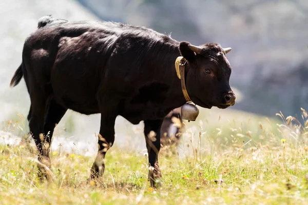 Fekete tehén a svájci hegyek — Stock Fotó